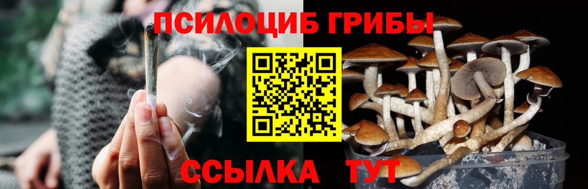 Вятские Поляны  Псилоцибиновые грибы MAGIC MUSHROOMS  Вход с VPN 